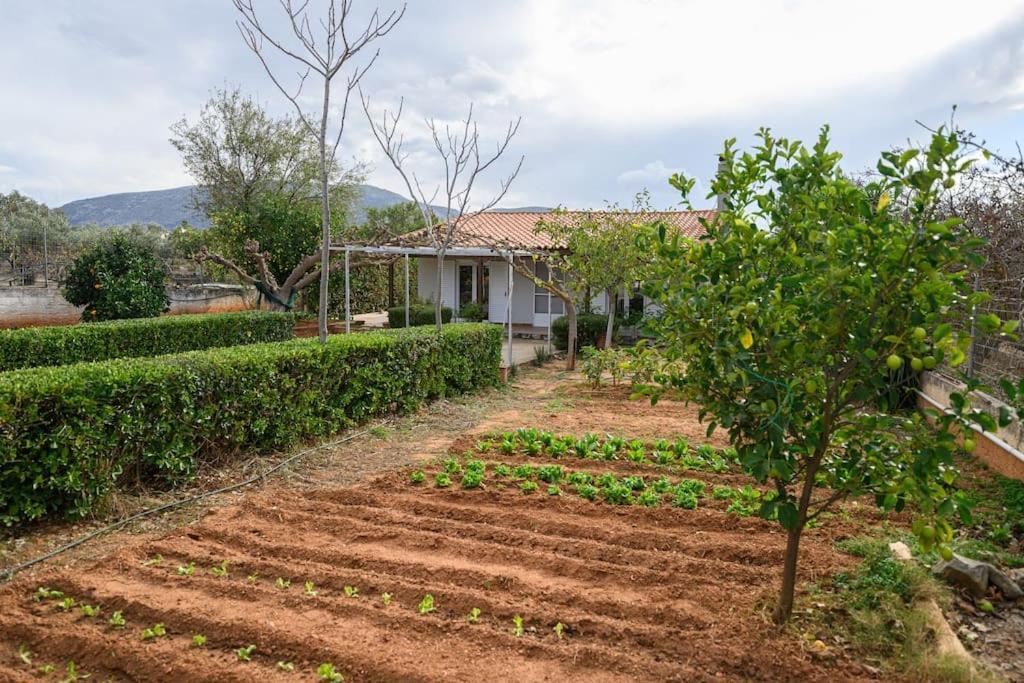 Farmbill Villa Markopoulo Mesogaias Exterior photo